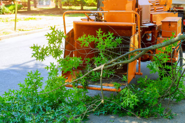 Best Utility Line Clearance  in St Elmo, IL