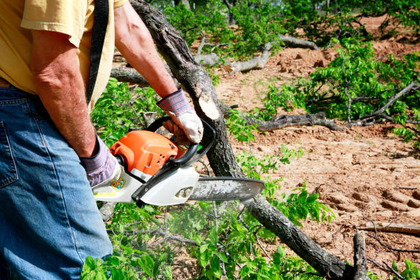 How Our Tree Care Process Works  in  St Elmo, IL